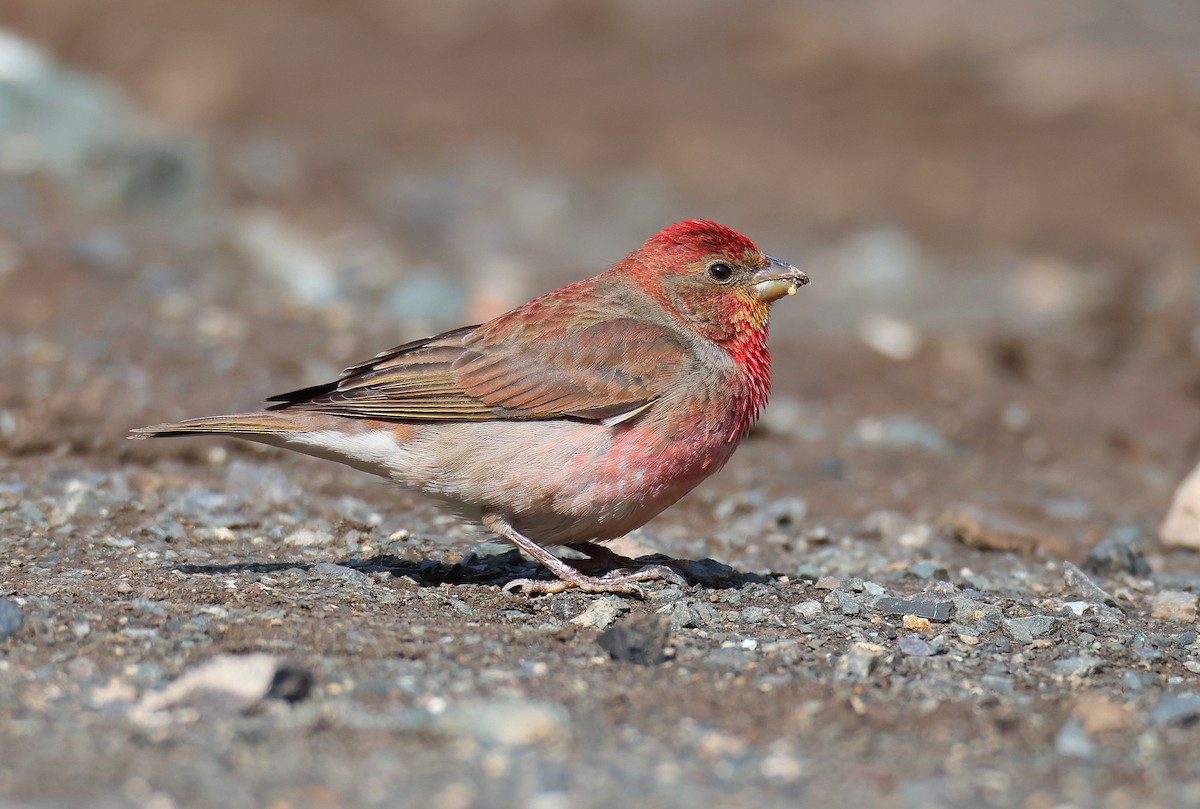 Common Rosefinch - ML583928991