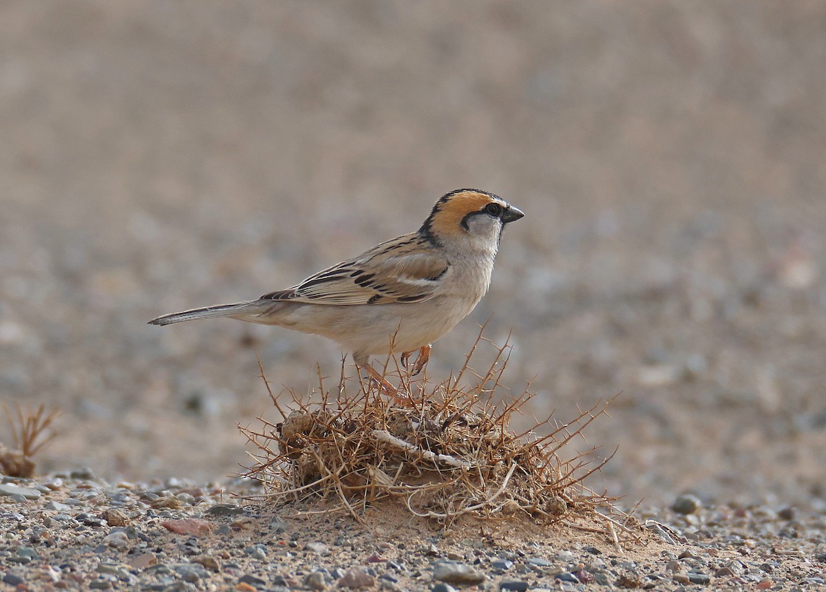 Saxaul Sparrow - ML583929071