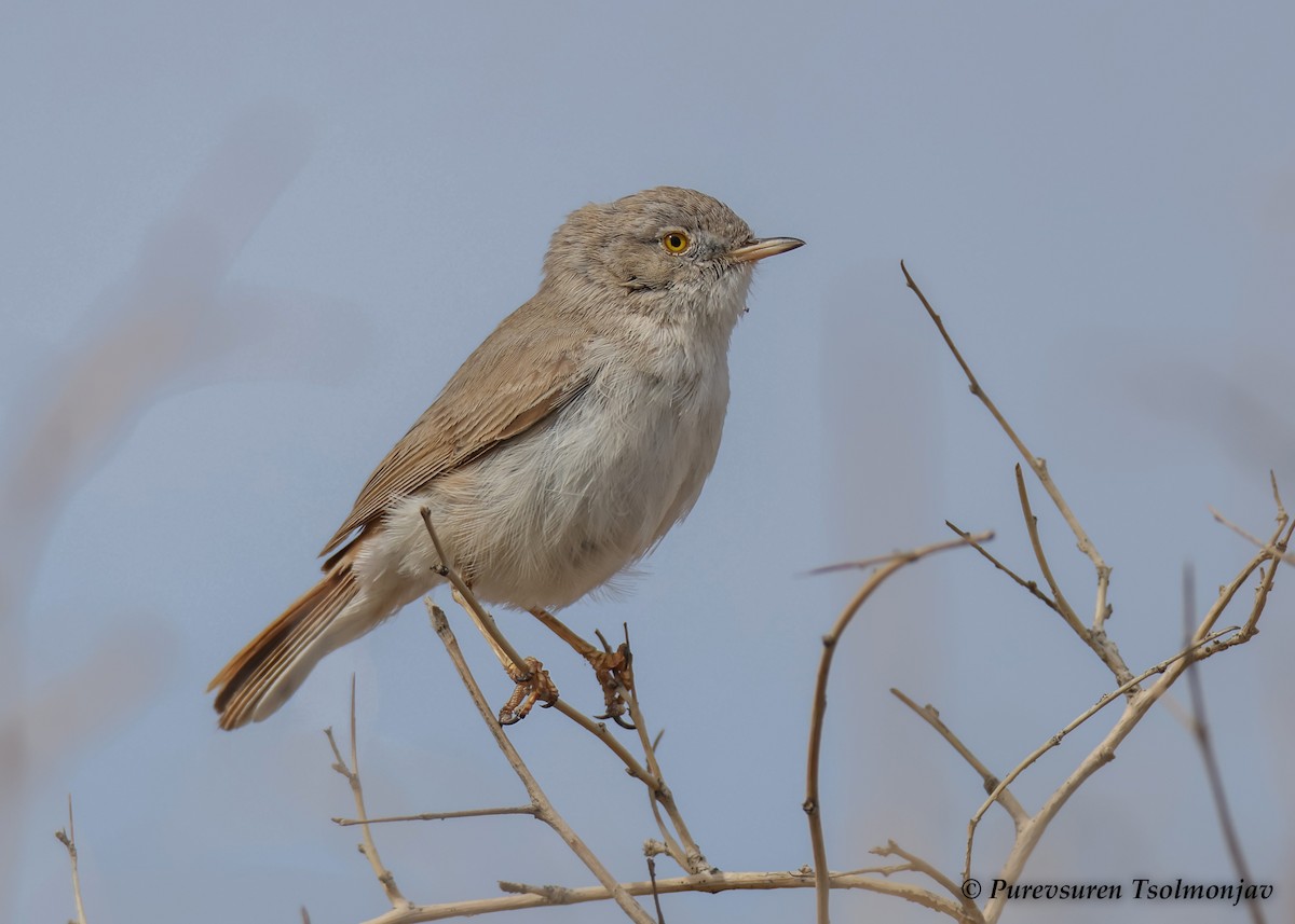 Asian Desert Warbler - ML583929081