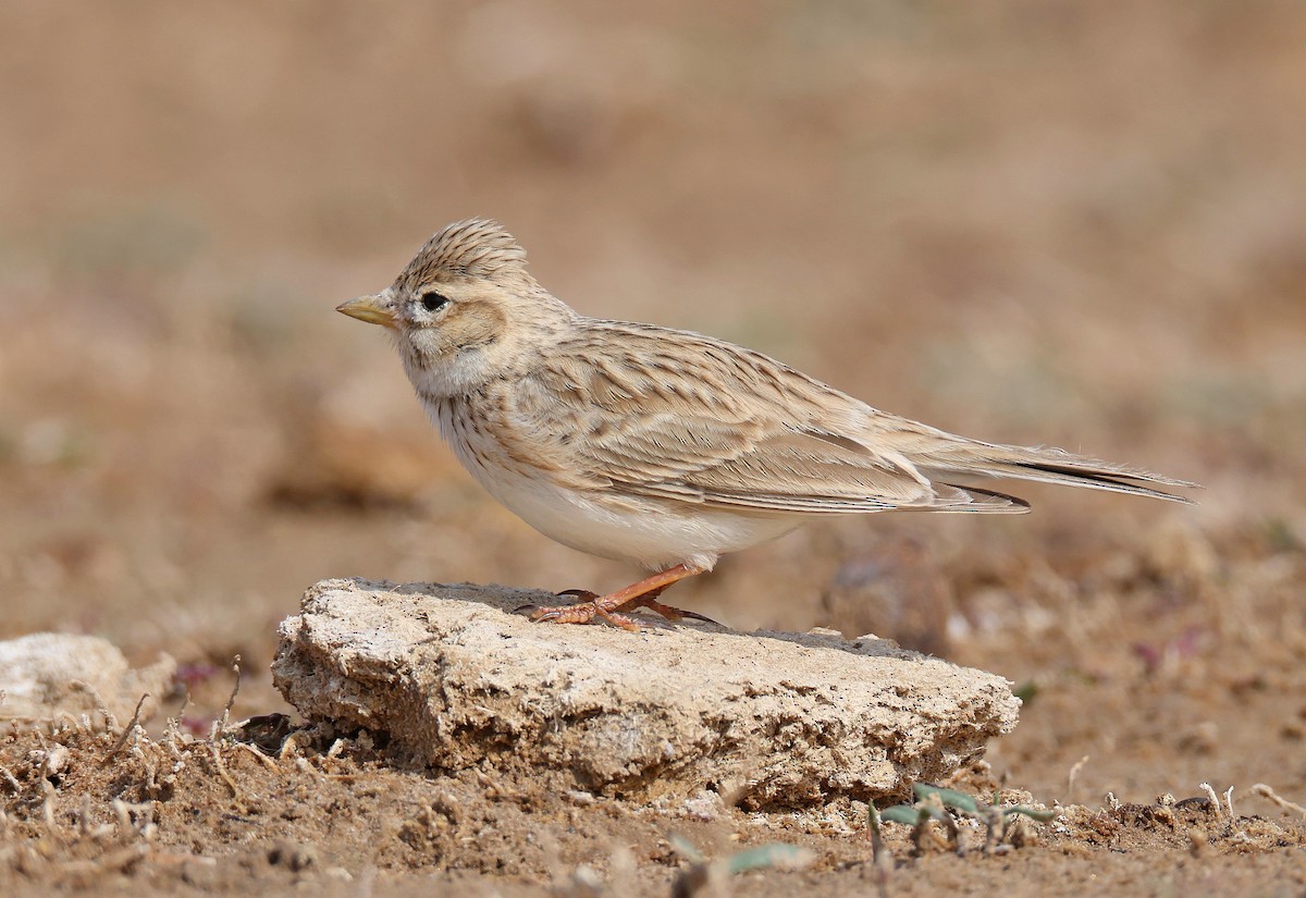 Asian Short-toed Lark - ML583929171