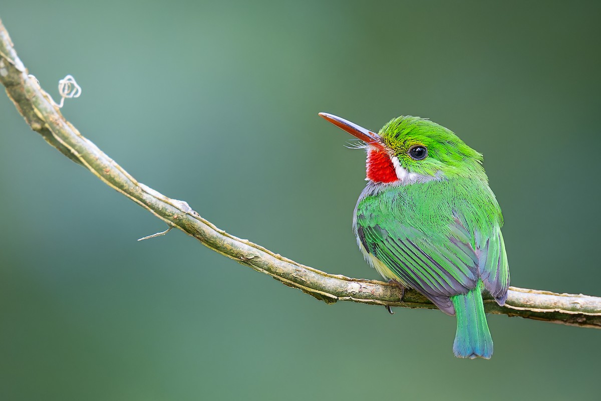 Puerto Rican Tody - Ryan Sanderson