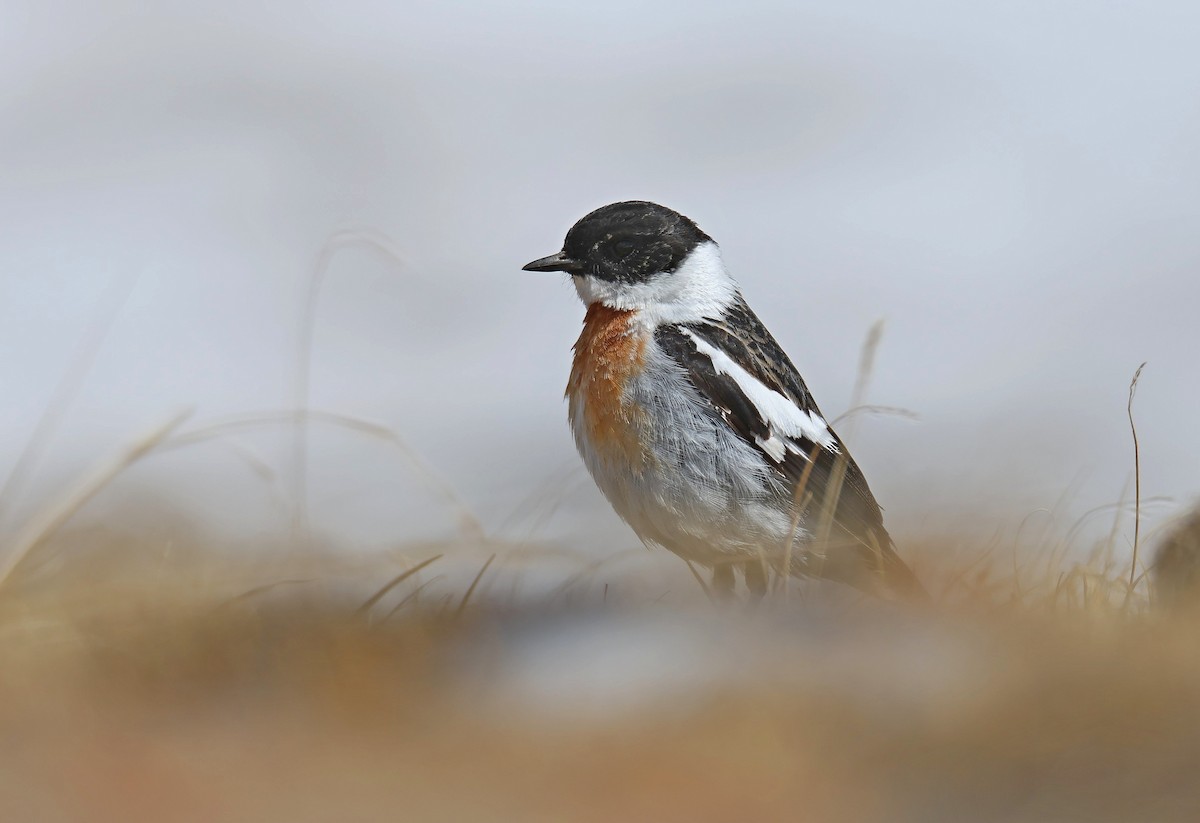 White-throated Bushchat - ML583929561