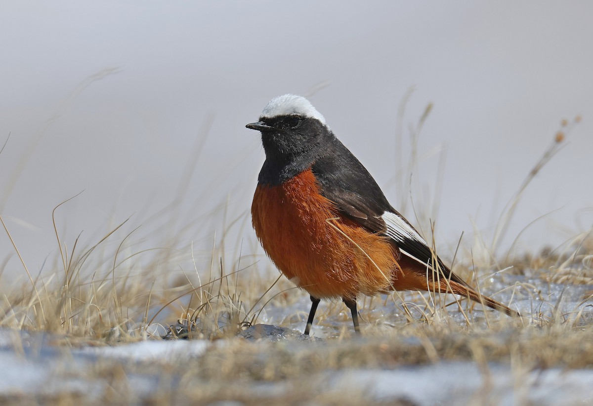 White-winged Redstart - Purevsuren Tsolmonjav