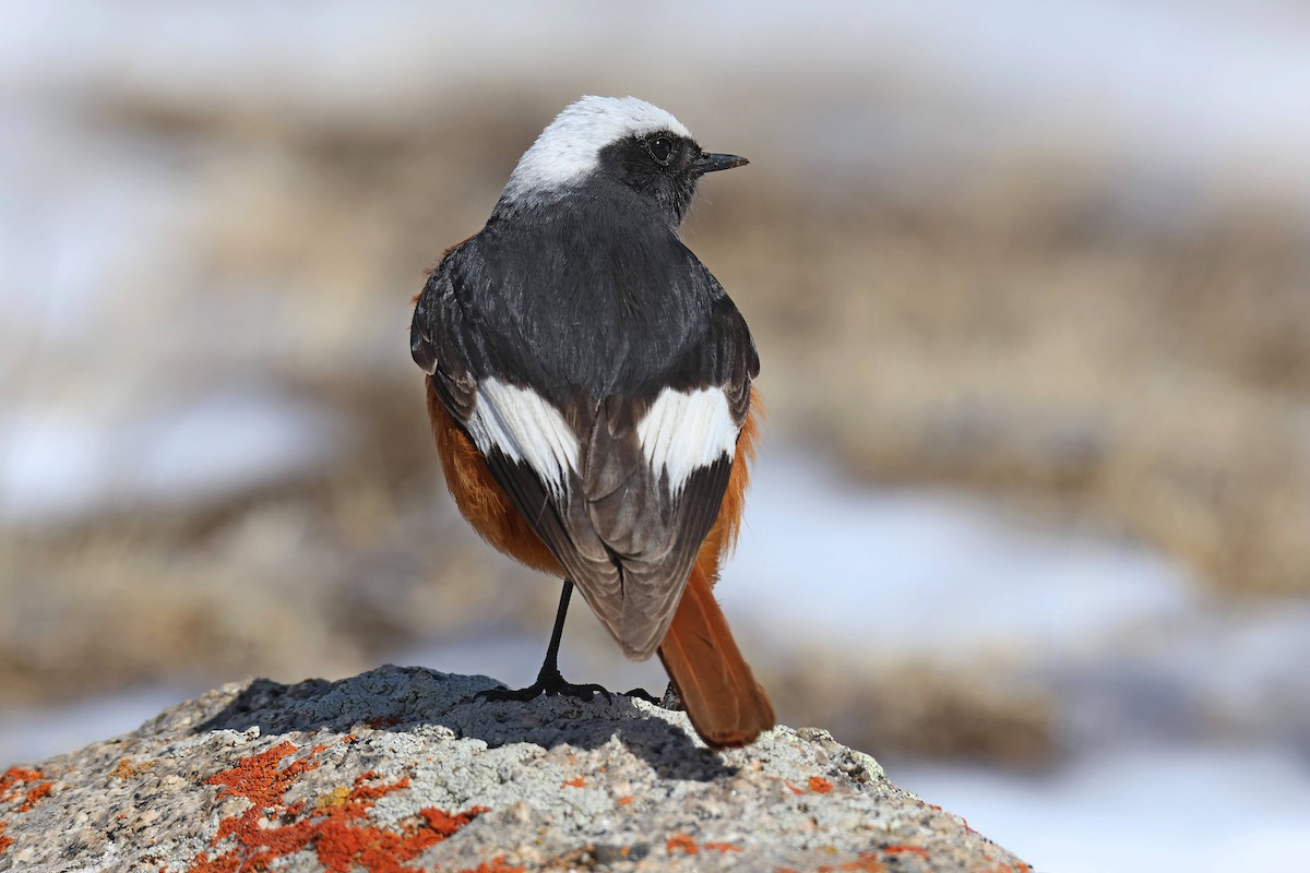 White-winged Redstart - ML583929681