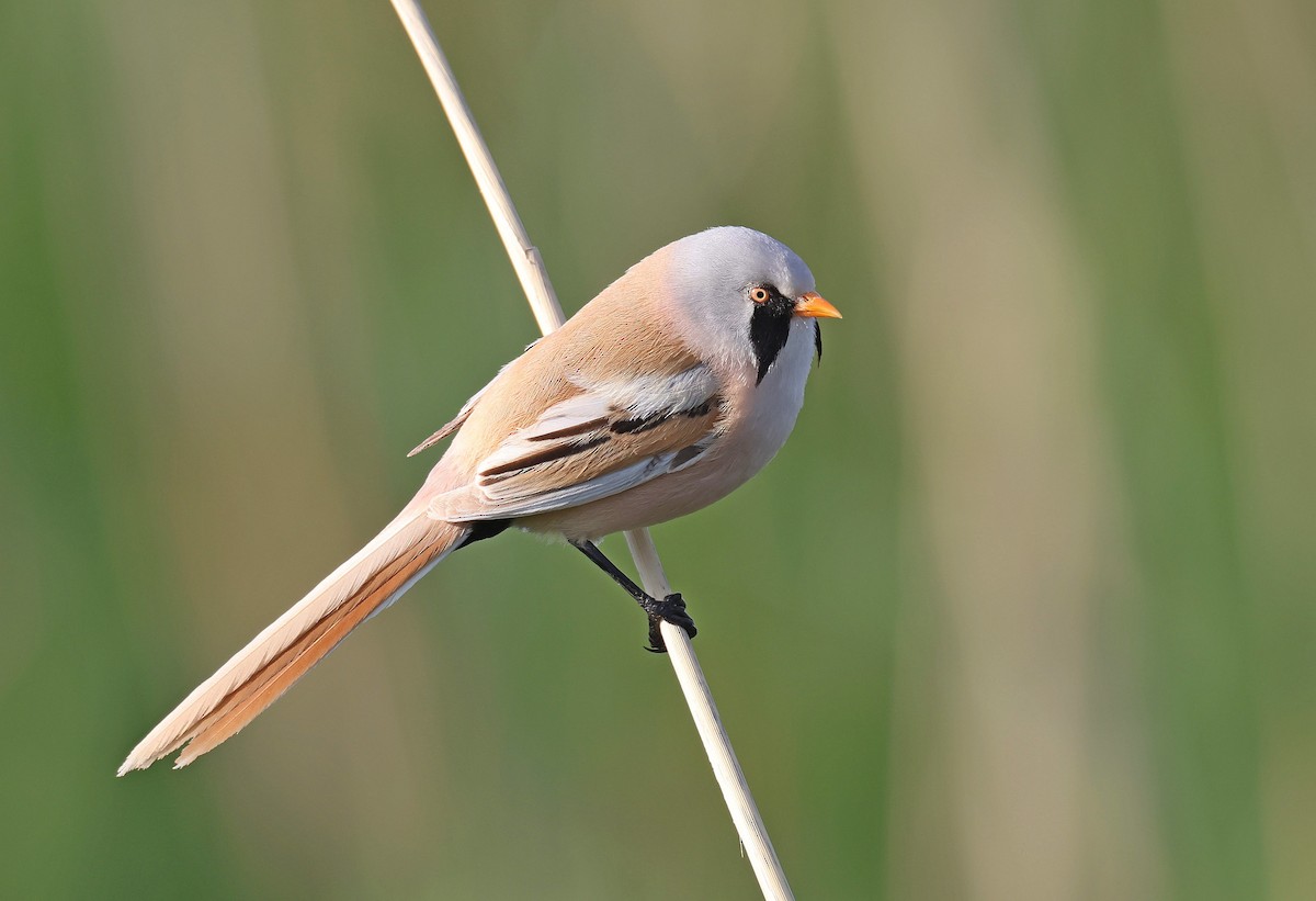 Bearded Reedling - ML583930051