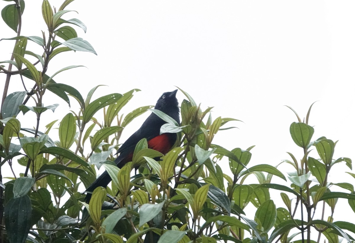 Red-bellied Grackle - ML583930661