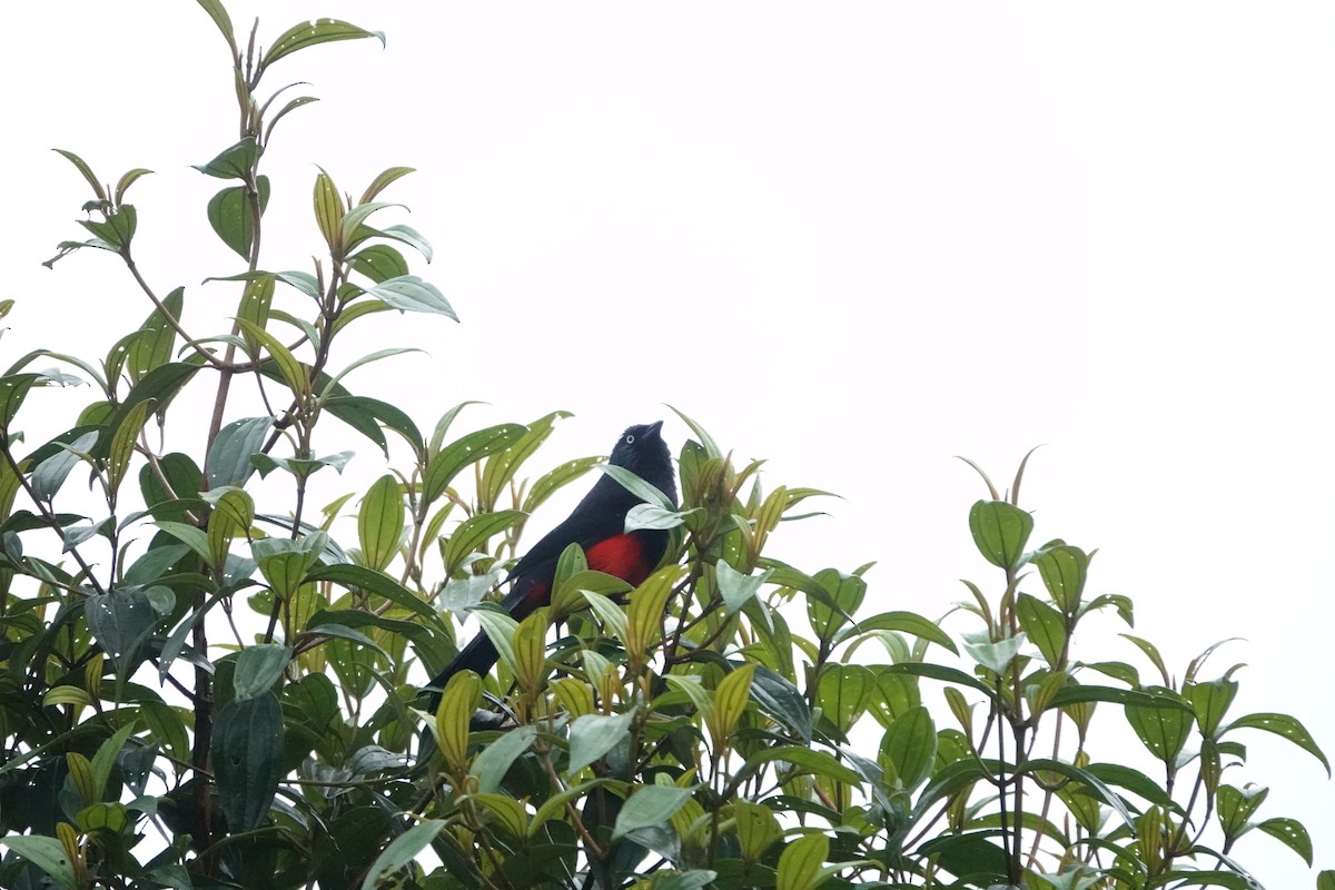 Red-bellied Grackle - ML583930681