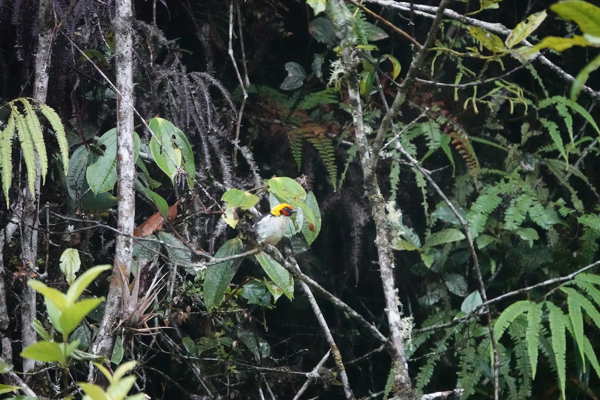 Flame-faced Tanager - ML583930831