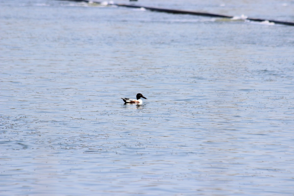 Northern Shoveler - ML58393101