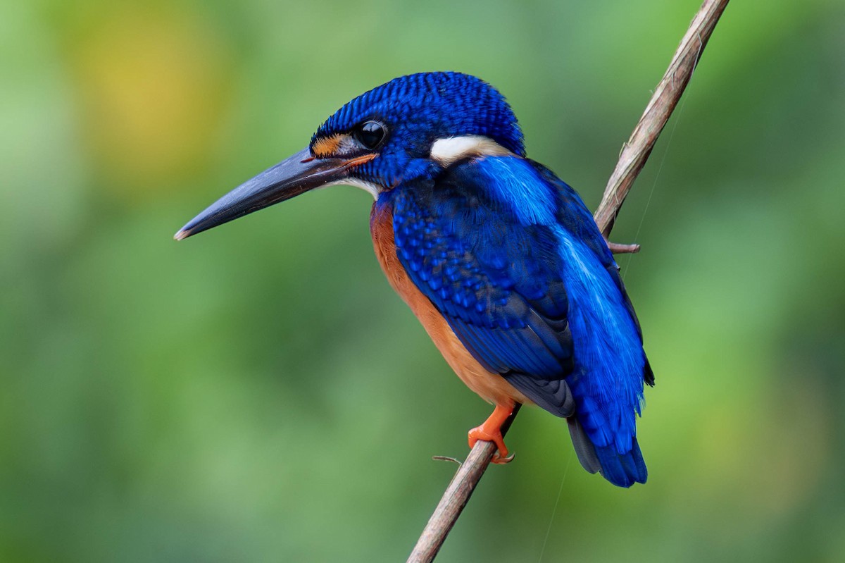 Blue-eared Kingfisher - ML583931291