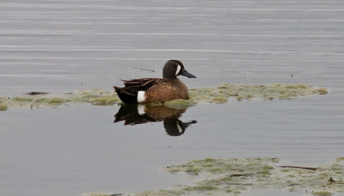 Blue-winged Teal - ML583931541