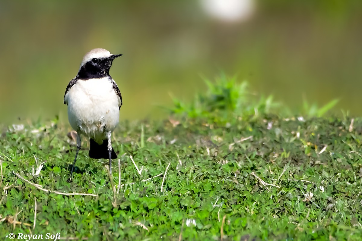 Desert Wheatear - Reyan sofi