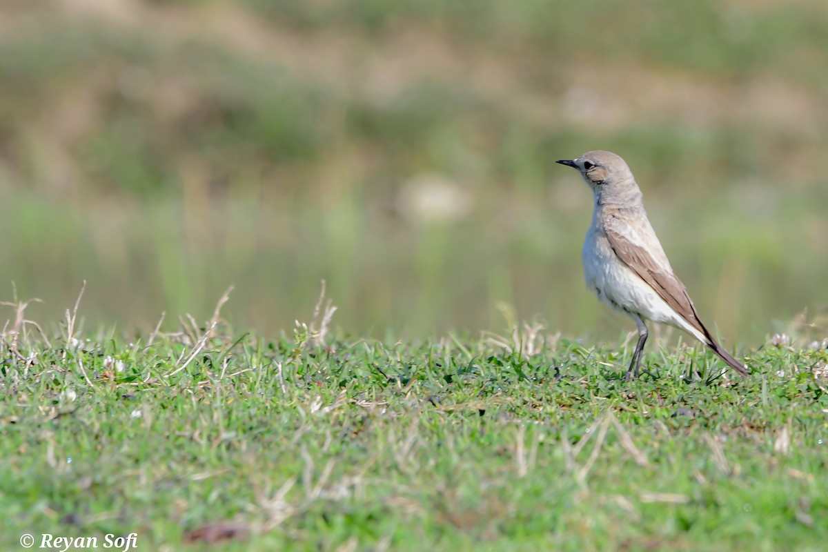 Collalba Desértica - ML583931651