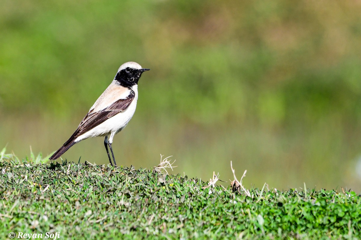 Desert Wheatear - ML583931661