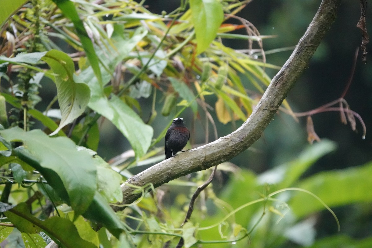 Chestnut-bellied Chat-Tyrant - ML583932391