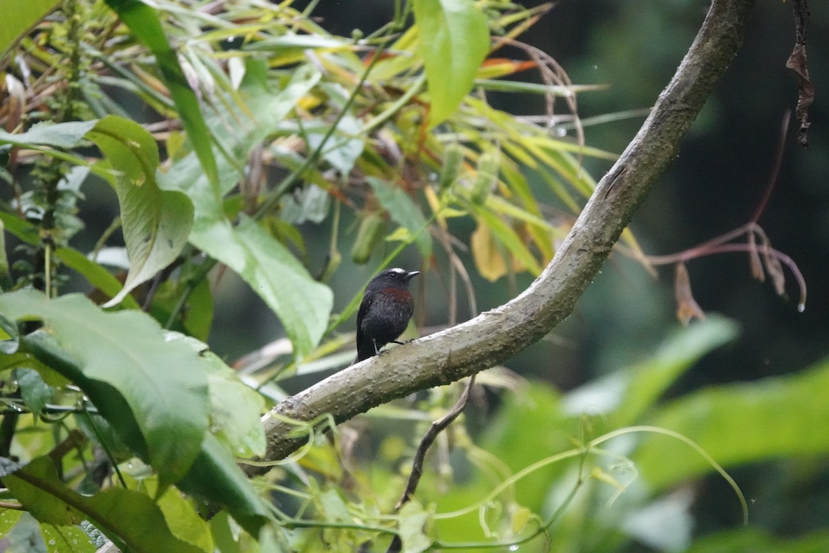 Chestnut-bellied Chat-Tyrant - ML583932451