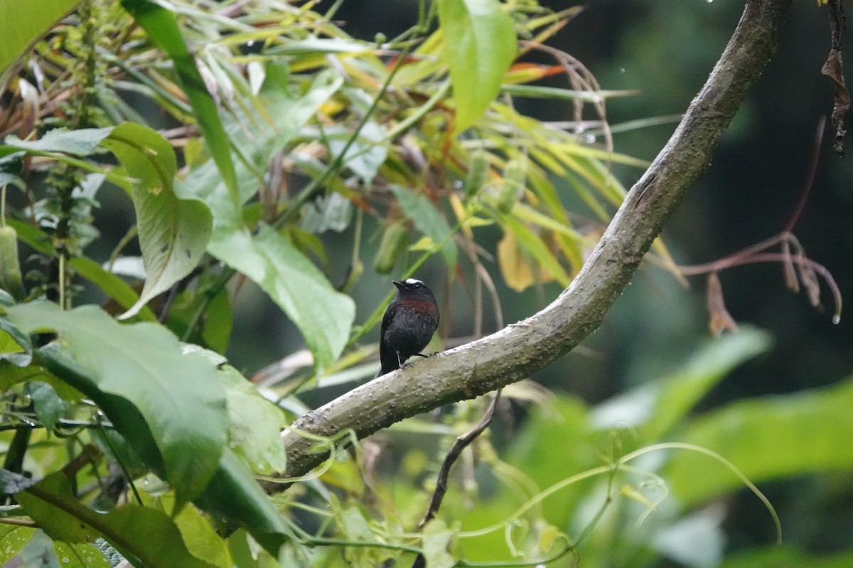 Chestnut-bellied Chat-Tyrant - ML583932511