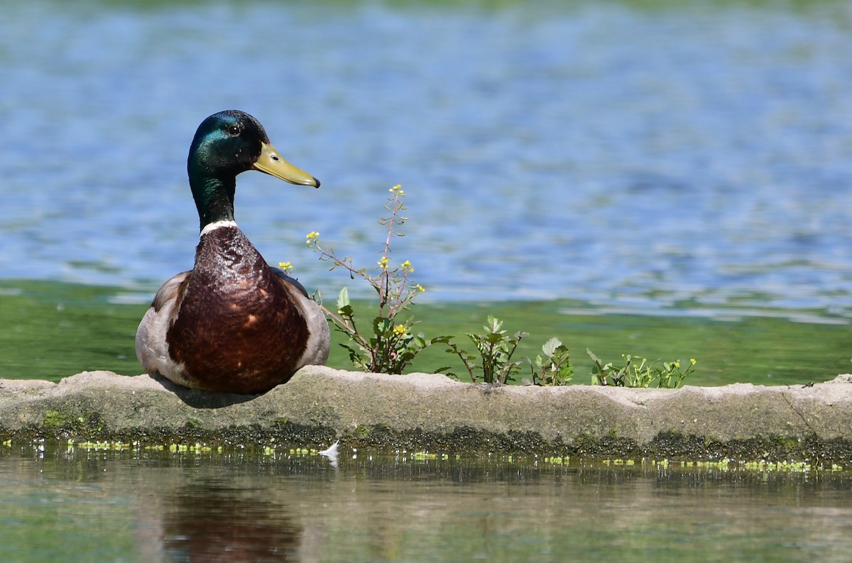 Canard colvert - ML583932641