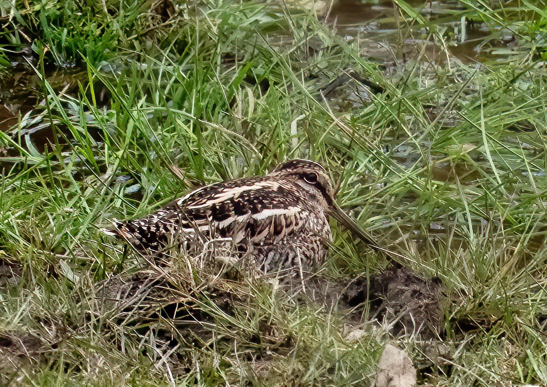 Өнчин хараалж - ML583933001