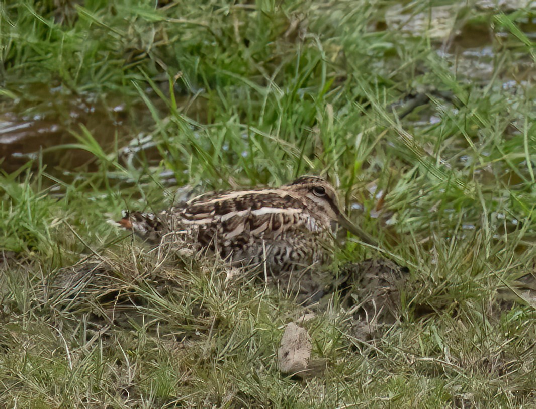 Өнчин хараалж - ML583933011