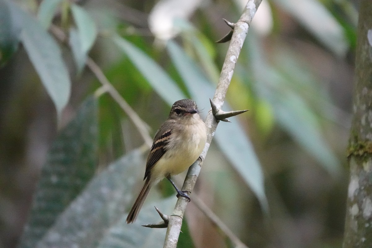 Large-headed Flatbill - ML583933301