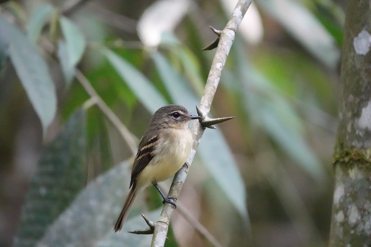 Large-headed Flatbill - ML583933511