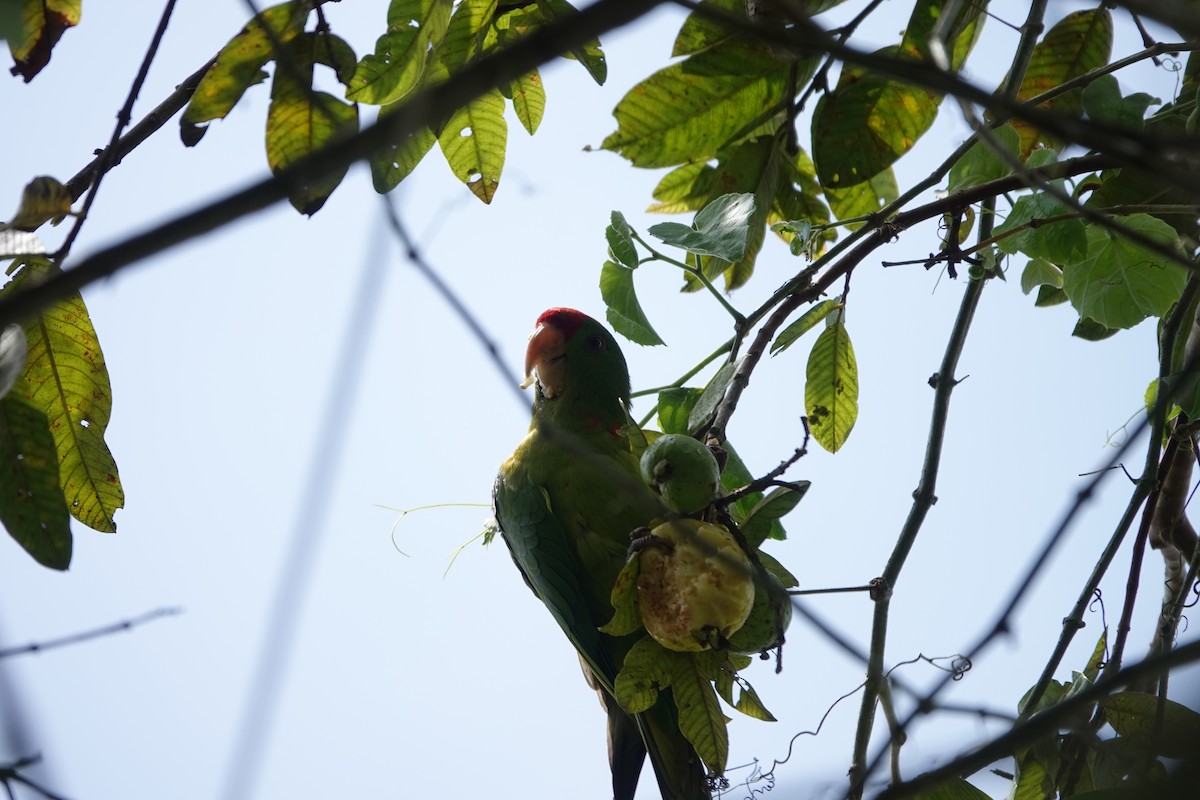 Scarlet-fronted Parakeet - ML583933771