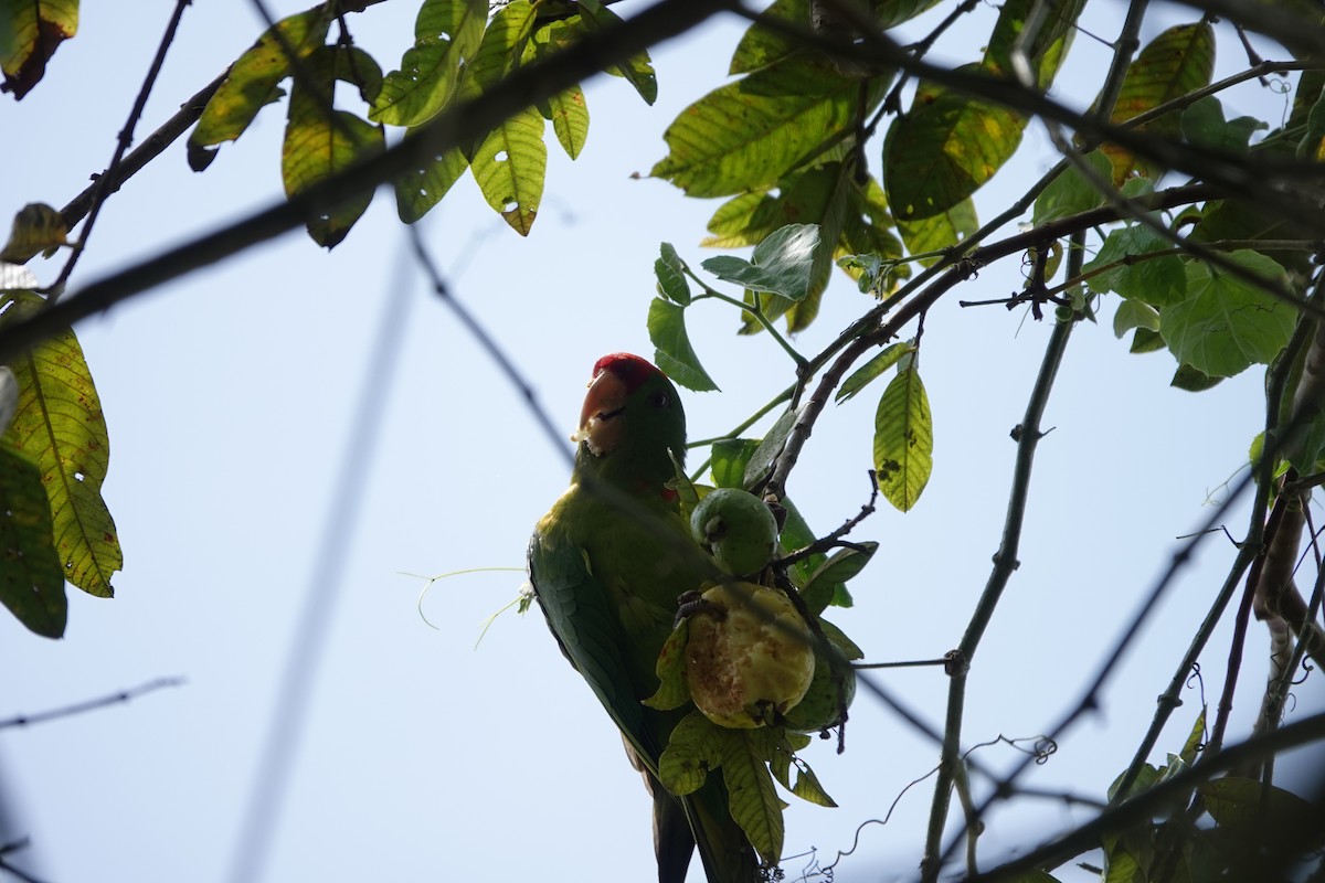 Scarlet-fronted Parakeet - Claire Bélanger