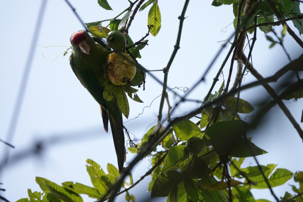 Scarlet-fronted Parakeet - Claire Bélanger