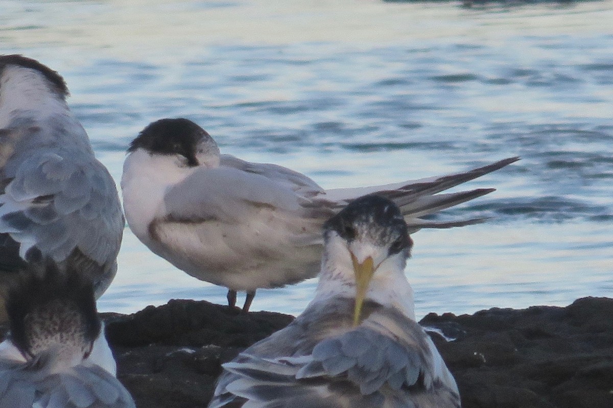 White-fronted Tern - Rose  Wisemantel