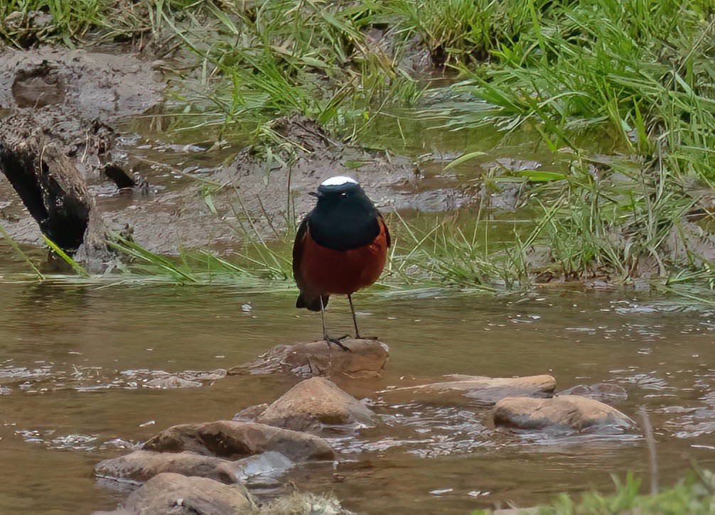 White-capped Redstart - ML583934111