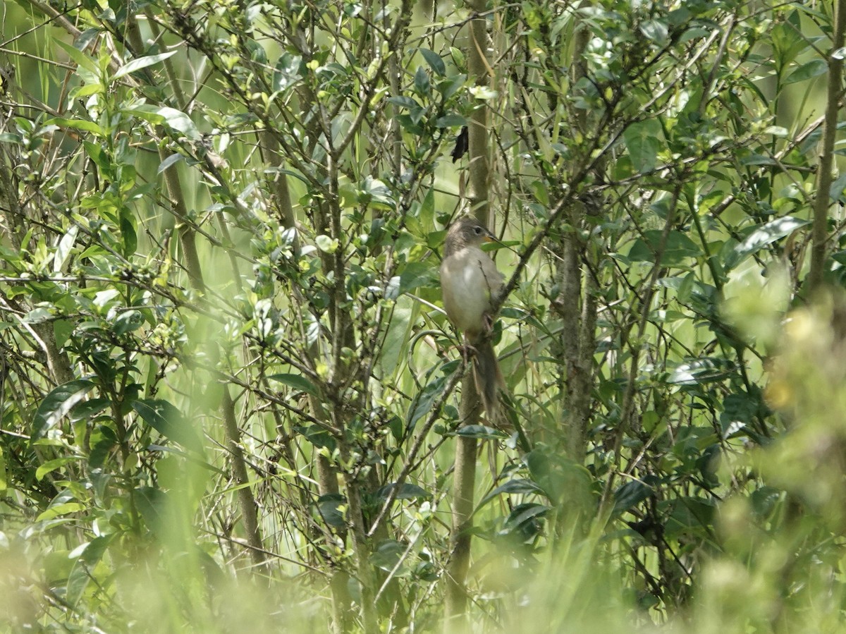 Wedge-tailed Grass-Finch - ML583934331