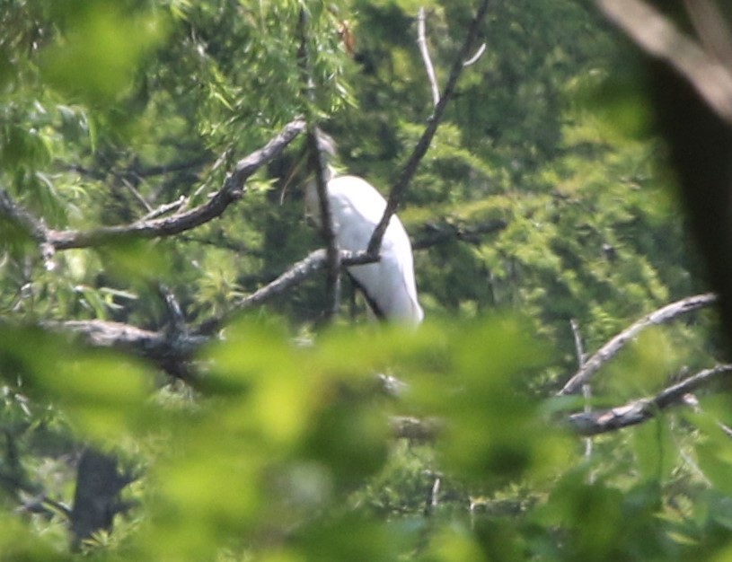 アメリカトキコウ - ML583934561