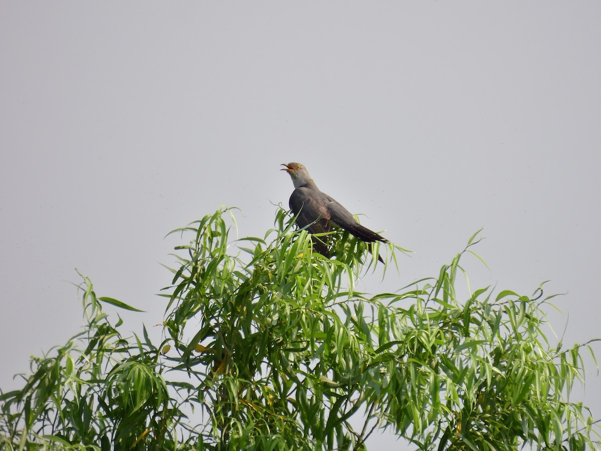 Common Cuckoo - ML583934771