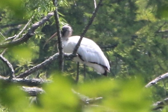 アメリカトキコウ - ML583934791