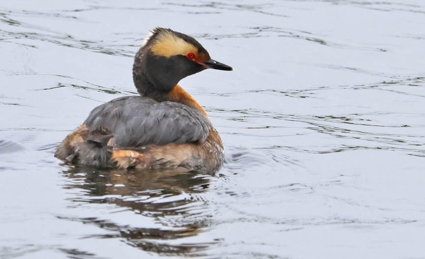 Horned Grebe - ML583934851