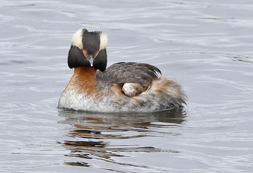 Horned Grebe - ML583934861