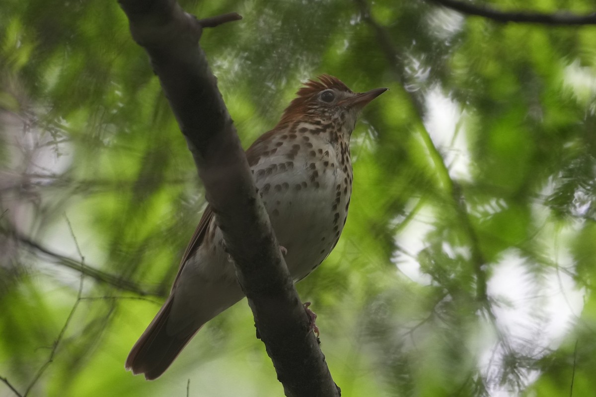 Wood Thrush - ML583937011