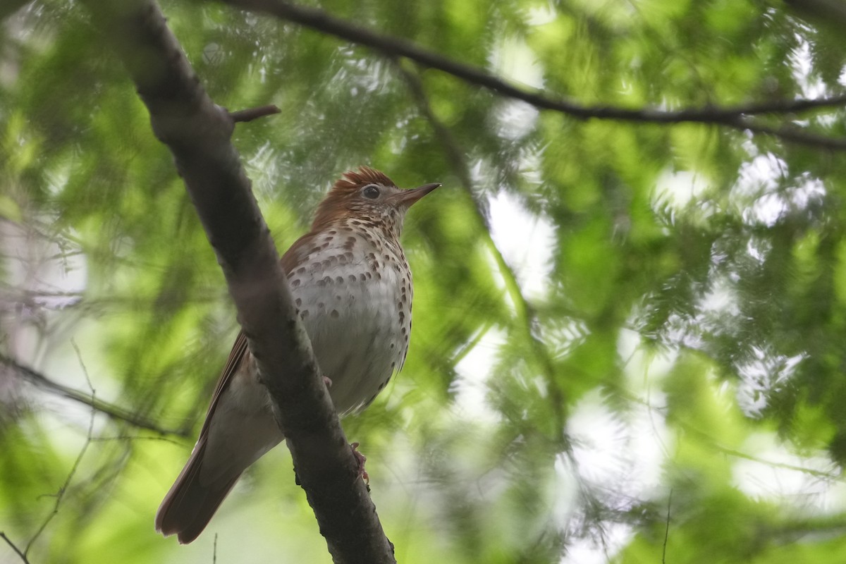 Wood Thrush - ML583937021