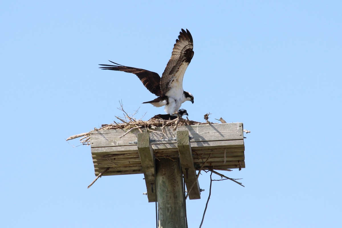 Osprey - Shauna Ryner