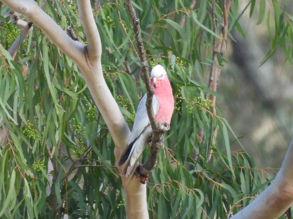 Galah - ML583939081