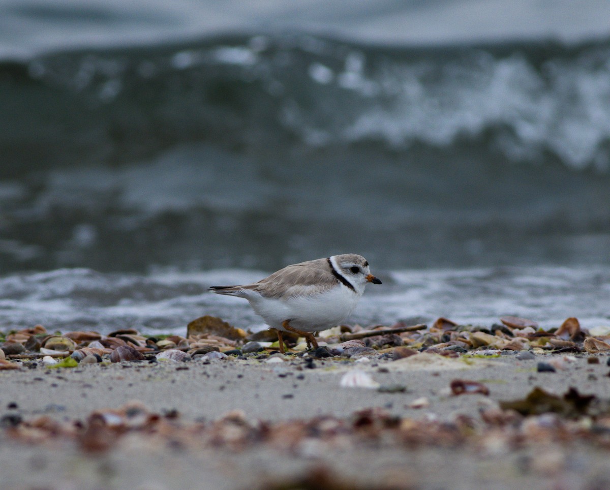 Piping Plover - ML583939361
