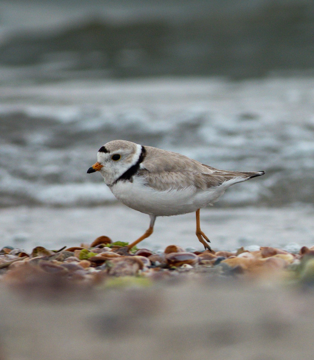 Piping Plover - ML583939381