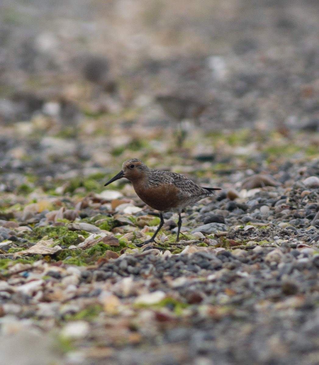 Red Knot - ML583939441
