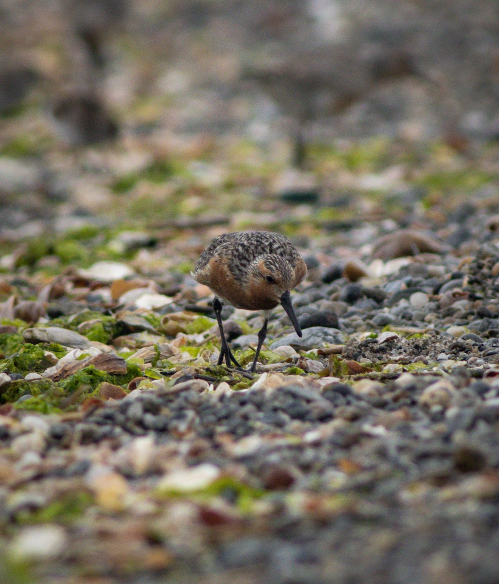 Red Knot - ML583939451