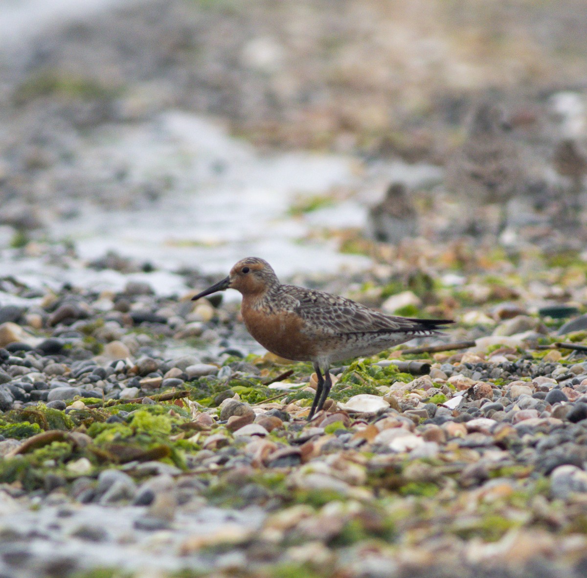 Red Knot - ML583939461