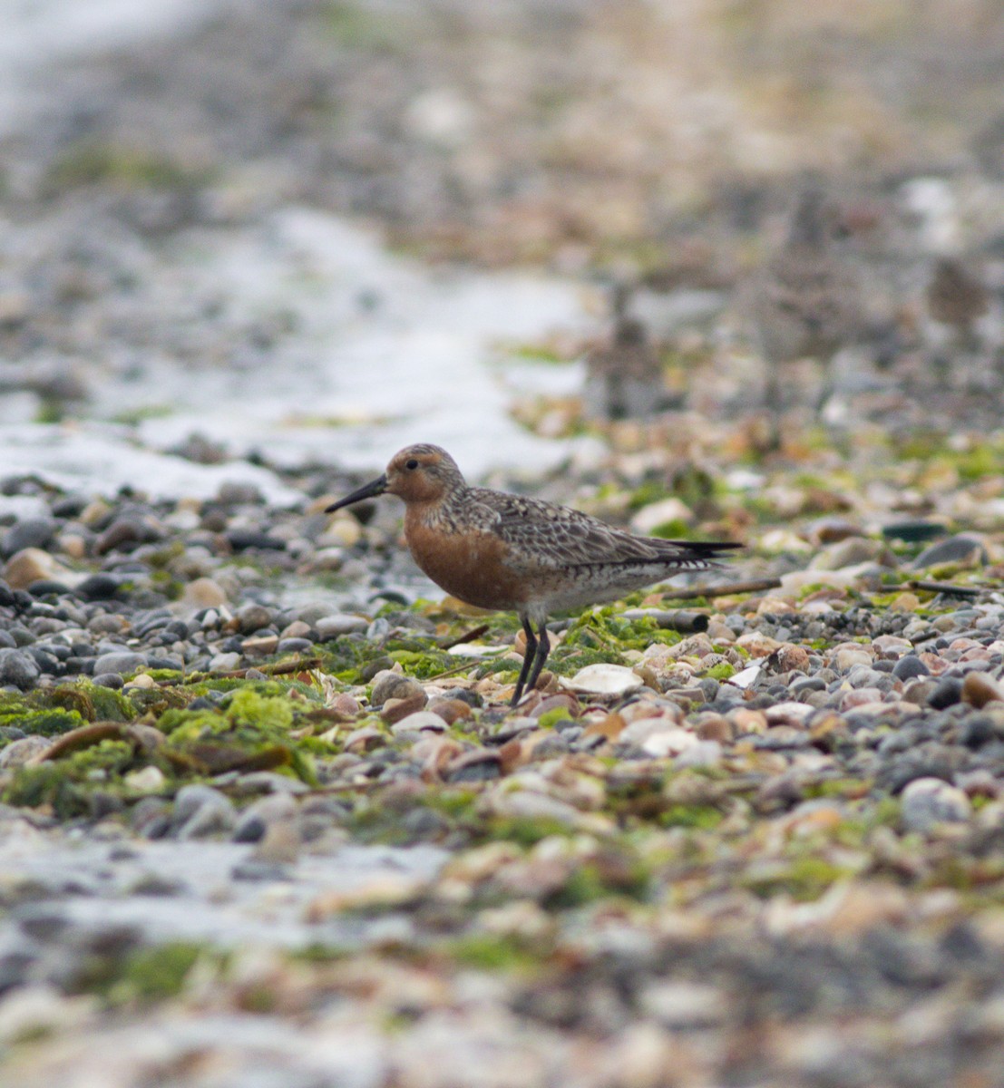 Red Knot - ML583939471