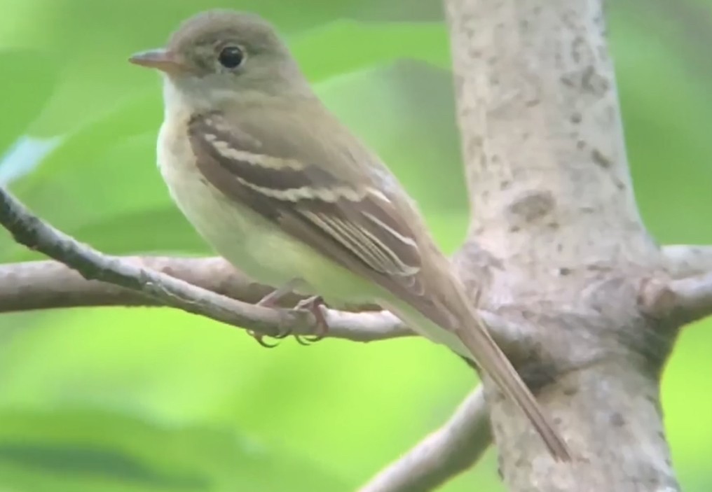 Acadian Flycatcher - ML583940161