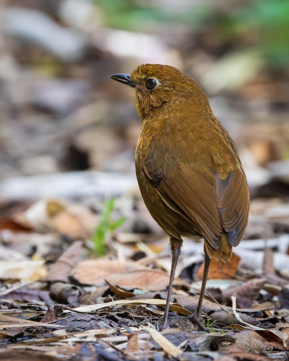 Panao Antpitta - ML583941771