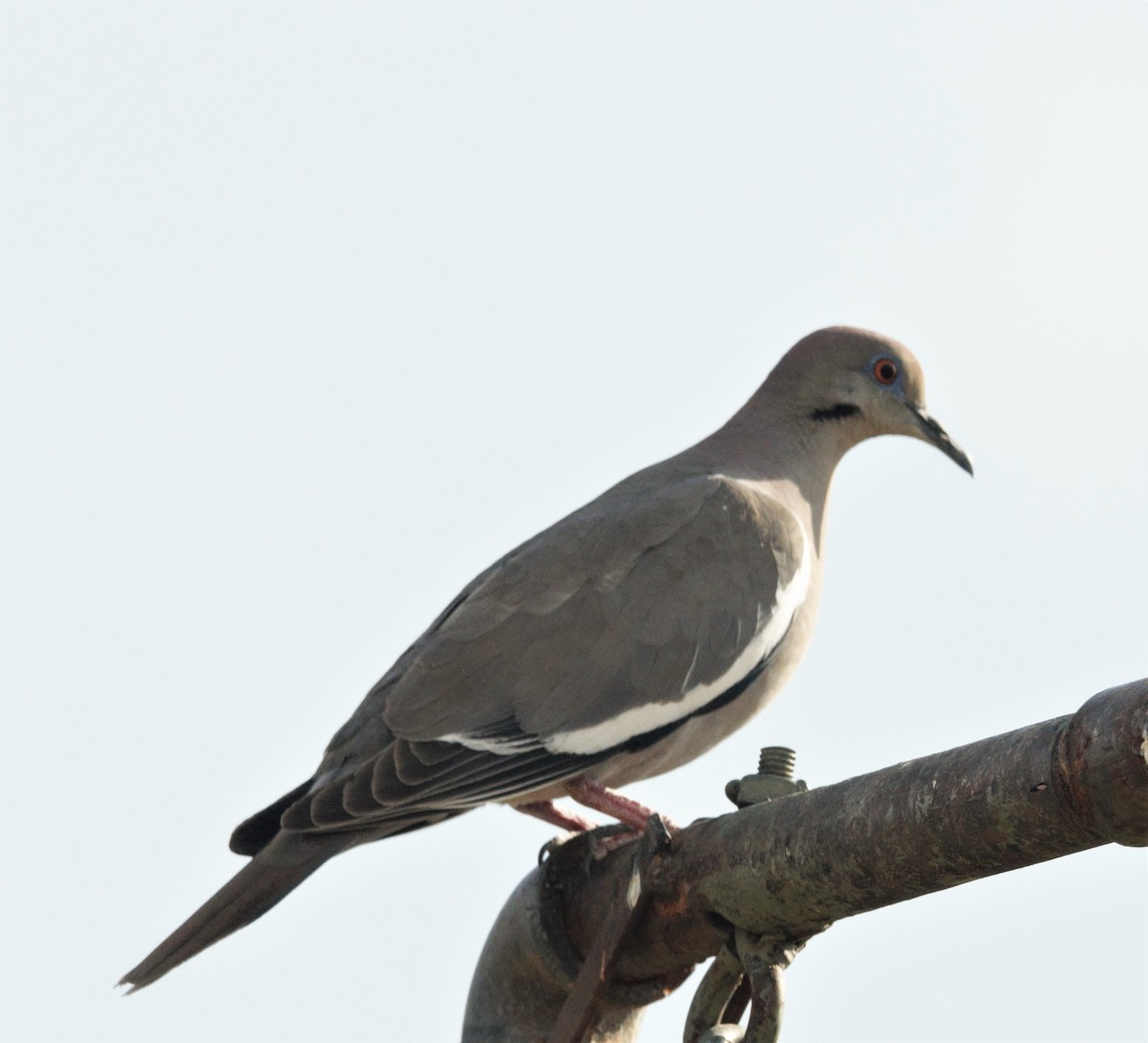 White-winged Dove - ML583942381